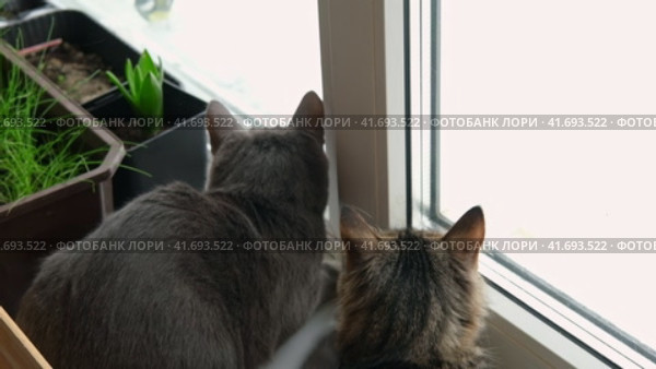 Two cats look out through window at the birds. Domestic cats want to catching bird, attack, scrape the glass. Cute kitty sitting on windowsill. Feline watching bird outside the window. Closeup. Стоковое видео, видеограф Марина Демидюк / Фотобанк Лори