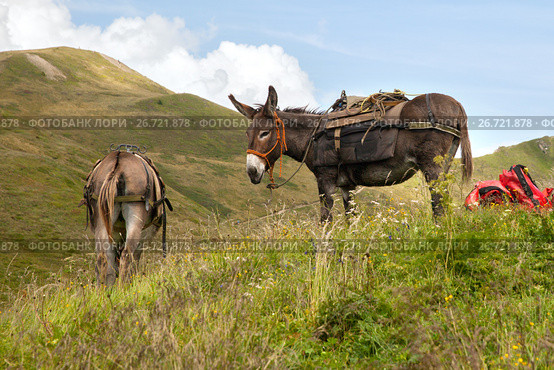 Two donkey at rest in the mountains. Стоковое фото, фотограф Юлия Кузнецова / Фотобанк Лори