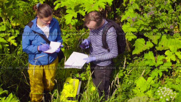Two ecologist scientists in thickets of cow-bream. Стоковое видео, видеограф Chudakov_Ivan / Фотобанк Лори