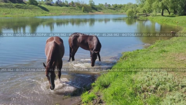 Two horses cleaning their hooves in a river in shallow water, performing hygiene procedures. Стоковое видео, видеограф Сергей Чайко / Фотобанк Лори
