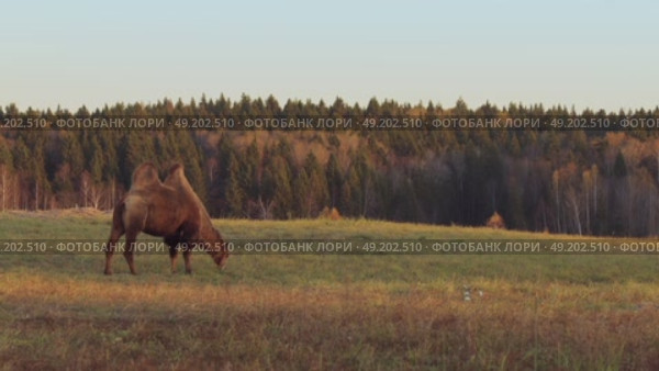 Two-humped camel grazing in dry meadow during autumn sunset. Стоковое видео, видеограф Дмитрий Наумов / Фотобанк Лори
