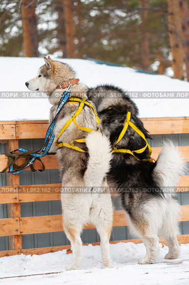 Two husky dogs, back view. Стоковое фото, фотограф Александр Подшивалов / Фотобанк Лори
