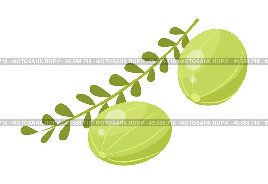 Two indian gooseberries and branch with leaves. Green small berries called amla isolated on white background. Edible product used in cooking, ingredient of meal. Vector illustration in flat style. Branch of Green Small Indian Gooseberries, Amla. Стоковая иллюстрация, агентство Ingram Publishing / Фотобанк Лори