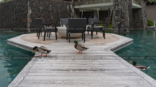 Two Mallard drakes are walking on the boardwalk by the swimming pool, the third is swimming in the water. There are wicker chairs with cushions and a round table on the terrace. A stone wall. Стоковое фото, фотограф Вера Ивановна Кубарева / Фотобанк Лори
