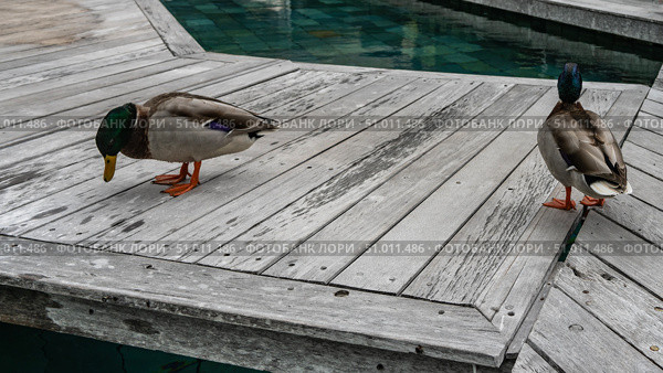 Two Mallard drakes are walking on the boardwalk by the pool. Bright plumage, red legs. Mauritius. Hotel. Resort. Стоковое фото, фотограф Вера Ивановна Кубарева / Фотобанк Лори