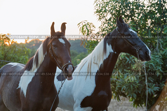 two piebald Marwari mares at garden background. Authentic indian brewed. Gujarat, India. Стоковое фото, агентство Ingram Publishing / Фотобанк Лори