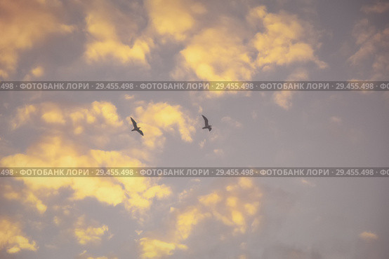 Two seagulls in the fog flying against the autumn evening sky. Стоковое фото, фотограф Круглов Олег / Фотобанк Лори