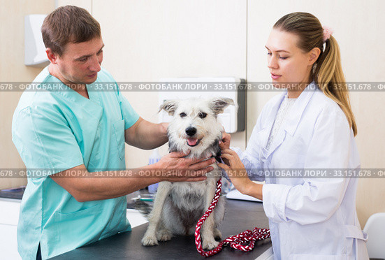 Two vets examining a dog. Стоковое фото, фотограф Яков Филимонов / Фотобанк Лори