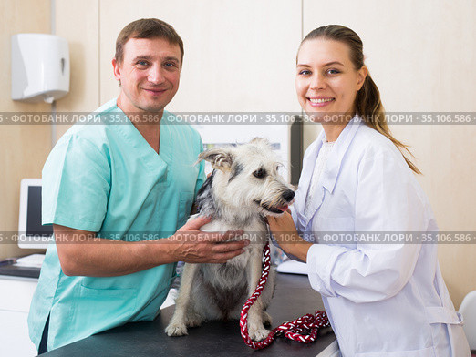 Two vets examining a dog. Стоковое фото, фотограф Яков Филимонов / Фотобанк Лори
