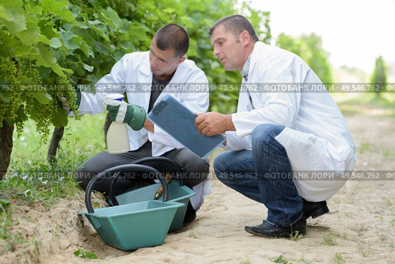 two vineyard workers inspecting growing grapes on the vine. Стоковое фото, агентство Ingram Publishing / Фотобанк Лори