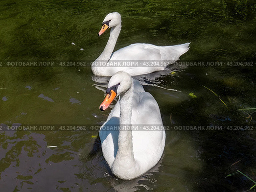 Two white swans are swimming in a pond. Стоковое фото, фотограф Константин Григорьев / Фотобанк Лори