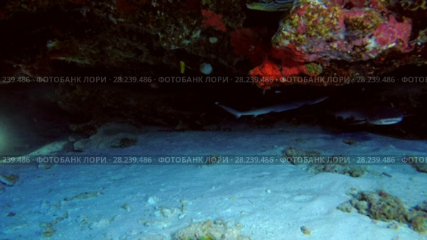 Two young Whitetip reef sharks swimming under coral cornices, Indian Ocean, Maldives. Стоковое видео, видеограф Некрасов Андрей / Фотобанк Лори