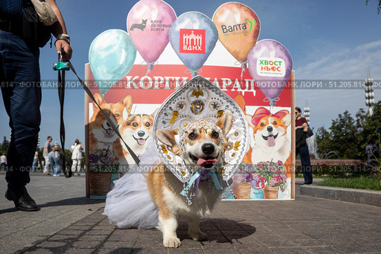 Участник костюмированного парада корги на ВДНХ в городе Москве, Россия. Редакционное фото, фотограф Николай Винокуров / Фотобанк Лори