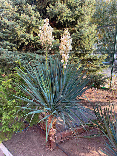 Юкка нитчатая (Yucca filamentosa) Стоковое фото, фотограф Мария Кылосова / Фотобанк Лори