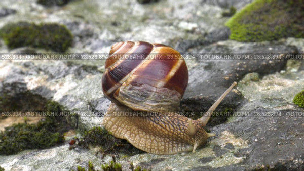 Улитка Achatina fulica движется по мху. Snail Achatina fulica moves on the moss. Стоковое видео, видеограф Евгений Романов / Фотобанк Лори