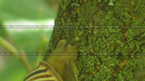 Улитка Австрийская цепея или Cepaea vindobonensis. Стоковое видео, видеограф Александр Мамонтов / Фотобанк Лори