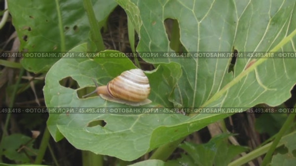 Улитка Австрийская цепея или Cepaea vindobonensis. Стоковое видео, видеограф Александр Мамонтов / Фотобанк Лори