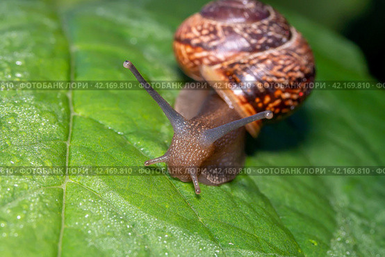 Улитка виноградная на зелёном листе с росой. Helix pomatia (также римская улитка, бургундская улитка, съедобная улитка или улитка) — вид крупных съедобных наземных улиток, дышащих воздухом, наземных легочных брюхоногих моллюсков семейства Helicidae. Стоковое фото, фотограф Руслан Лесков / Фотобанк Лори