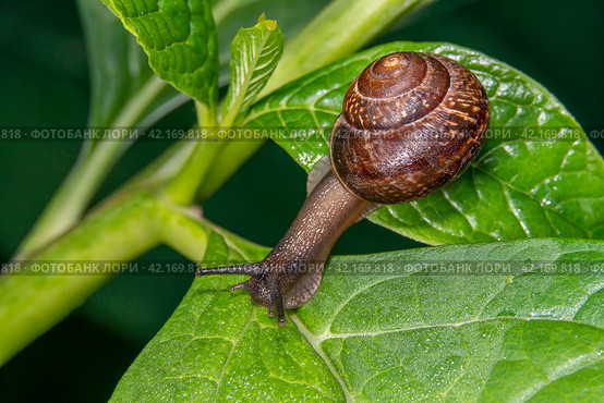 Улитка виноградная на зелёном листе с росой. Helix pomatia (также римская улитка, бургундская улитка, съедобная улитка или улитка) — вид крупных съедобных наземных улиток, дышащих воздухом, наземных легочных брюхоногих моллюсков семейства Helicidae. Стоковое фото, фотограф Руслан Лесков / Фотобанк Лори