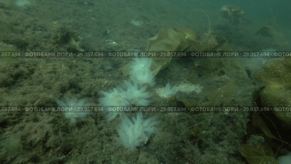 Underwater landscape, seabed overgrown with brown algae, laminaria and ascidian colony Transparent sea squirt or Yellow Sea Squirt (Ciona intestinalis, Ascidia intestinalis) Стоковое видео, видеограф Некрасов Андрей / Фотобанк Лори