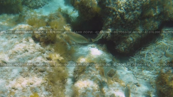Underwater video of fish swimming at shallow water over sandy bottom covered with brown algae. Стоковое видео, видеограф Сергей Пристяжнюк (Serg Zastavkin) / Фотобанк Лори