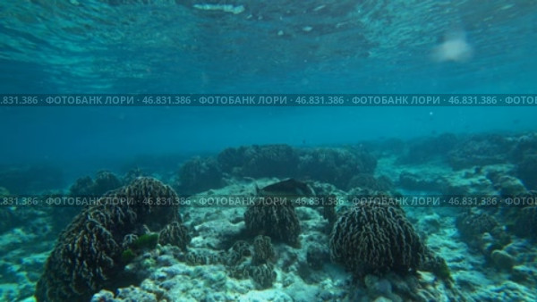 Underwater world of Similan islands, Thailand. Стоковое видео, видеограф Михаил Коханчиков / Фотобанк Лори