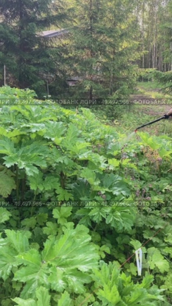 Уничтожение борщевика Сосновского (лат. Heracleum sosnowskyi). Опрыскивание химикатами. Стоковое видео, видеограф Ирина Курносова / Фотобанк Лори