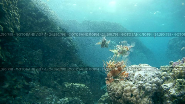 Уникальный кадр - совместная охота Trumpetfish (Aulostomus chinensis), крылатки (Pterois volitans) и общего сержанта (Abudefduf vaigiensis) на Hardyhead Silverside (Atherinomorus lacunosus), Красное море, Дахаб, Синайский полуостров, Египет. Стоковое видео, видеограф Некрасов Андрей / Фотобанк Лори