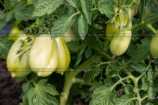 Unripe tomatoes in the greenhouse. Стоковое фото, фотограф VittoriaChe / Фотобанк Лори