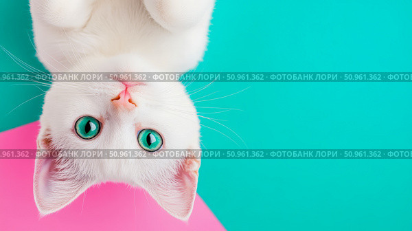 Upside-Down Portrait of a White Kitten with Intense Green Eyes on a Teal and Pink Backdrop. Стоковое AI-изображение, AI-художник Данила Большаков / Фотобанк Лори