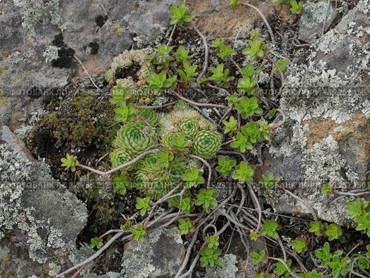 Уральские горы. Очиток и молодило среди камней. Ural Mountains. Stonecrop and houseleek plants among the rocks. Стоковое фото, фотограф Евгений Романов / Фотобанк Лори