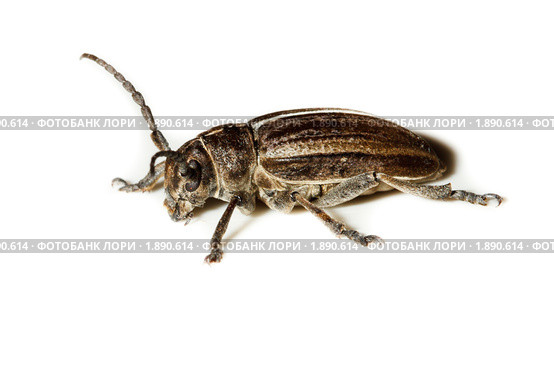Усач-корнегрыз, Корнеед, Доркадион шелковистый, Dorcadion holosericeum, borer, Capricorn beetle, mahseer. Стоковое фото, фотограф Василий Вишневский / Фотобанк Лори