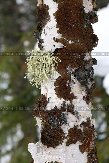 Уснея (Usnea) и пармелия (Parmelia olivacea) на березе. Стоковое фото, фотограф Григорий Писоцкий / Фотобанк Лори