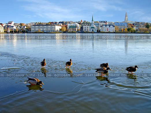 Утки в Рейкъявике (2006 год). Стоковое фото, фотограф Павел С. / Фотобанк Лори
