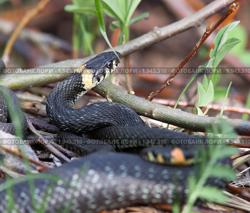 Уж обыкновенный, Natrix natrix, Grass Snake. Стоковое фото, фотограф Василий Вишневский / Фотобанк Лори