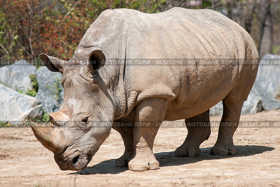 Южная Корея. Сеул. Носорог. Животные в зоопарке. South Korea. Seoul. Rhinoceros. Animals in the zoo. (2015 год). Стоковое фото, фотограф Алексей Смышляев / Фотобанк Лори