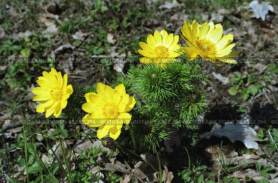 Южный Урал, Башкирия: цветущий адонис весенний (Adonis vernalis). Southern Urals, Bashkiria: blooming spring adonis (Adonis vernalis). Стоковое фото, фотограф Евгений Романов / Фотобанк Лори