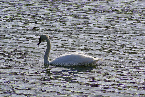 Южный Урал, лебедь-шипун (Cygnus olor) на озере весной. Southern Urals, mute swan (Cygnus olor) on the lake in spring. Стоковое фото, фотограф Евгений Романов / Фотобанк Лори