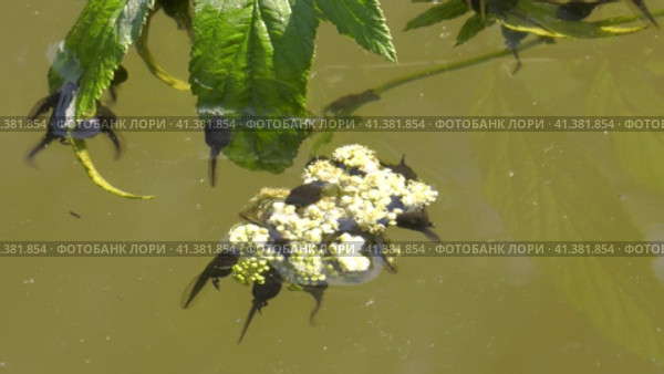 Южный Урал, лето. Головастики в горном пруду. Southern Urals, summer. Tadpoles in a mountain pond. Стоковое видео, видеограф Евгений Романов / Фотобанк Лори