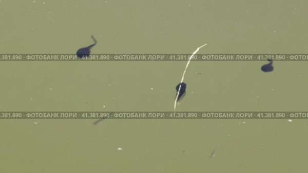 Южный Урал, лето. Головастики в горном пруду. Southern Urals, summer. Tadpoles in a mountain pond. Стоковое видео, видеограф Евгений Романов / Фотобанк Лори