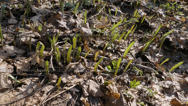 Южный Урал, молодые побеги тюльпана лесного (Tulipa sylvestris) в лесу весной. Southern Urals, young shoots of the wild tulip (Tulipa sylvestris) in the forest in spring. Стоковое фото, фотограф Евгений Романов / Фотобанк Лори