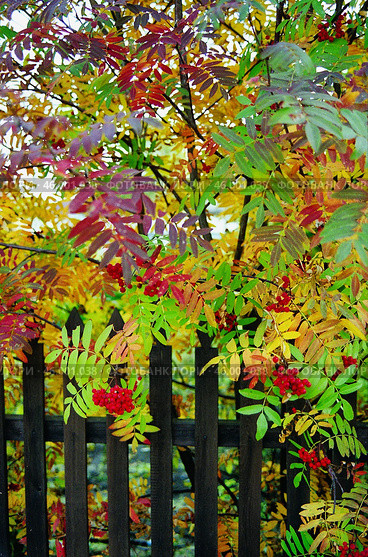 Южный Урал, осенняя рябина у ограды. Southern Urals, autumn rowan at the fence. Стоковое фото, фотограф Евгений Романов / Фотобанк Лори