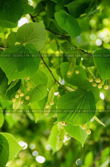 Южный Урал, плоды липы сердцевидной (Tilia cordata). Southern Urals, the fruits of the small-leaved linden (Tilia cordata). Стоковое фото, фотограф Евгений Романов / Фотобанк Лори