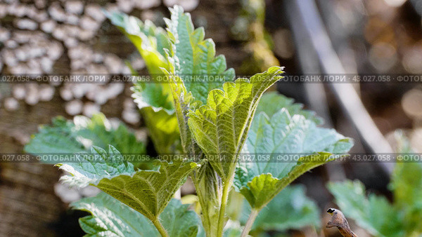 Южный Урал, побеги крапивы двудомной (Urtica dioica) ранней весной в лесу. Southern Urals, shoots of common nettle (Urtica dioica) in early spring in the forest. Стоковое фото, фотограф Евгений Романов / Фотобанк Лори