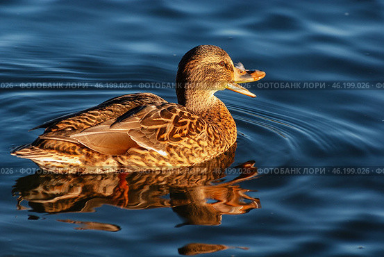 Южный Урал, самка кряквы (Anas platyrhynchos) на воде. Southern Urals, female mallard (Anas platyrhynchos) on the water. Стоковое фото, фотограф Евгений Романов / Фотобанк Лори