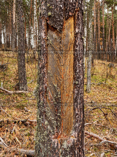 Южный Урал, следы подсечки на стволе сосны с остатками смолы. Southern Urals, the pine-tapping traces on the trunk with resin residues. Стоковое фото, фотограф Евгений Романов / Фотобанк Лори