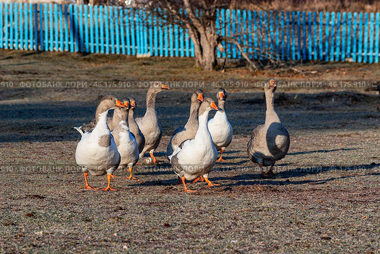 Южный Урал, стадо домашних гусей прогуливается по деревне. Southern Urals, a flock of the domestic geese walks through the villager. Стоковое фото, фотограф Евгений Романов / Фотобанк Лори