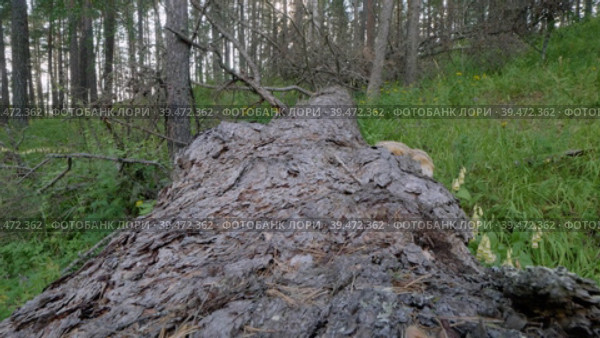 Южный Урал, ствол большой поваленной лиственницы (Larix sibirica). Southern Urals, the trunk of a large fallen larch (Larix sibirica). Стоковое видео, видеограф Евгений Романов / Фотобанк Лори