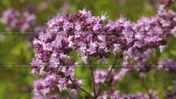 Южный Урал, цветущая душица обыкновенная (Origanum vulgare) на лугу. Southern Urals, blooming oregano (Origanum vulgare) in the meadow. Стоковое видео, видеограф Евгений Романов / Фотобанк Лори