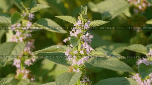 Южный Урал, цветущая мята полевая (Mentha arvensis). Southern Urals, blooming wild mint (Mentha arvensis). Стоковое видео, видеограф Евгений Романов / Фотобанк Лори
